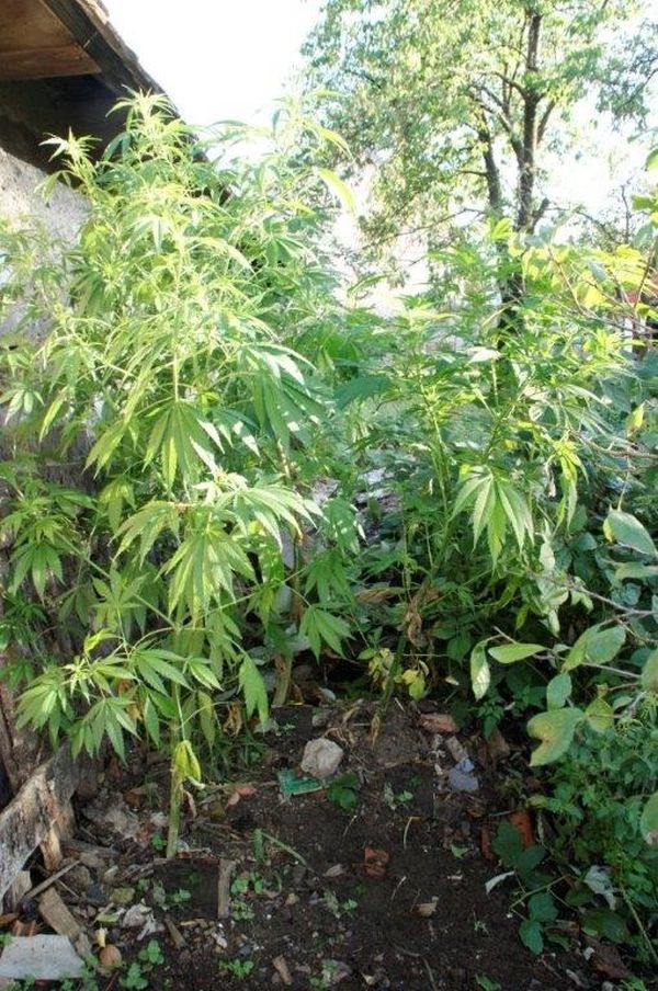 Slika /PU_KA/PU_info/2020/Marihuana_PP_Ogulin/1.jpg